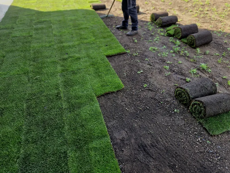 laying rolls of sod